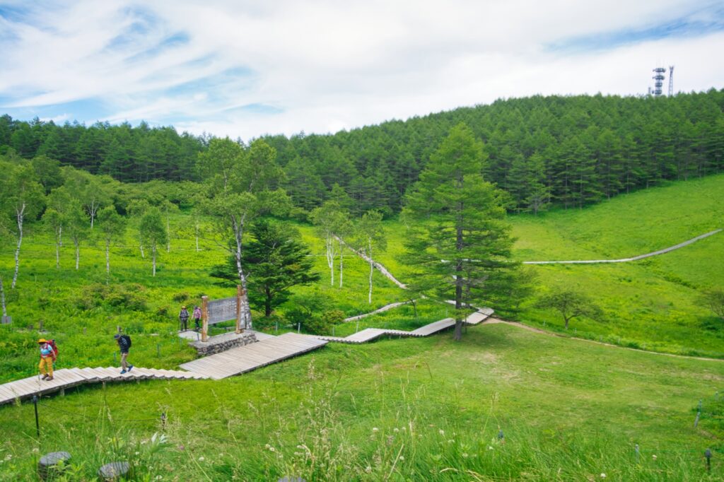 Alpine wildflowers blooming Nyugasa marsh July Japan