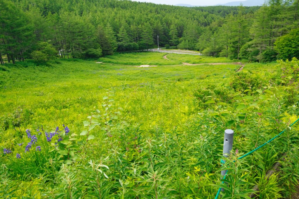 Hiking descent trail Mount Nyugasa summer Japan