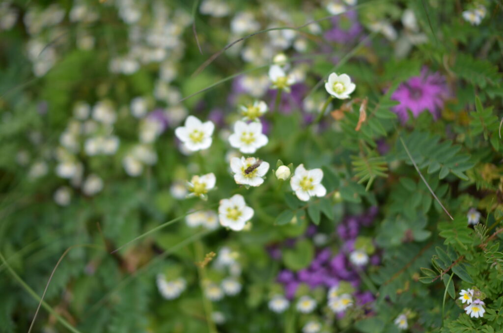 Alpine flora on Shirane Sanzan ridge between Ainodake and Notoridake