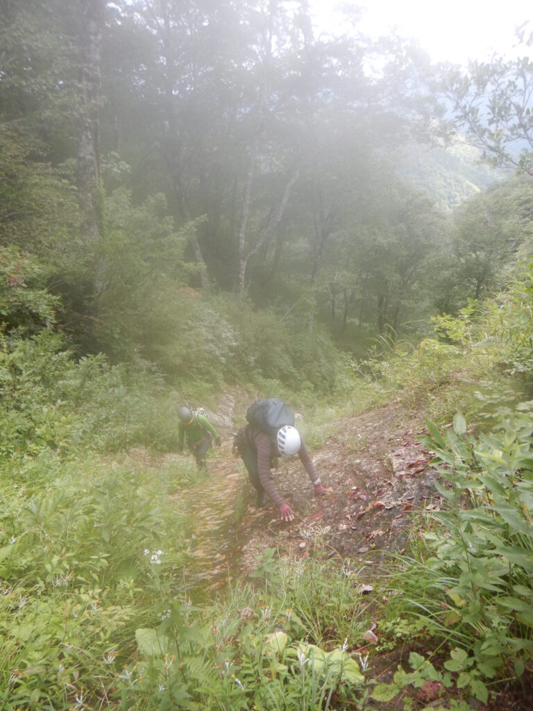Final ascent section through forest to Mizusawamori summit from Suginomorisawa