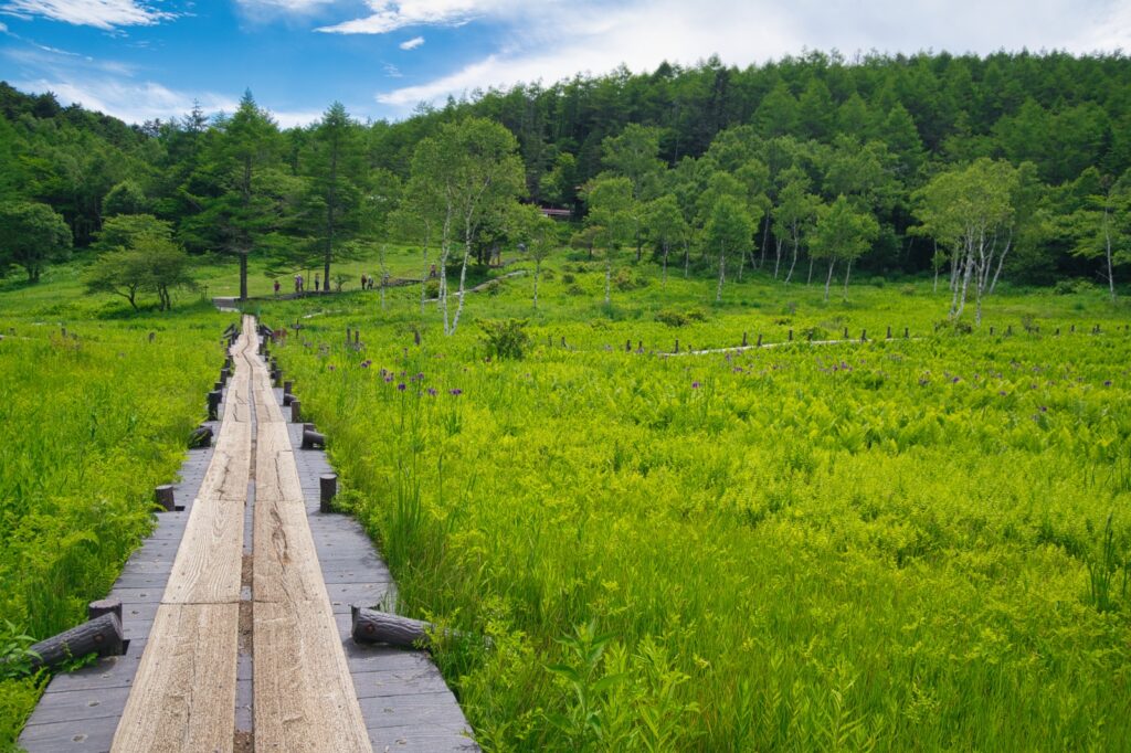 Nyugasa marsh wetlands hiking trail Nagano Japan