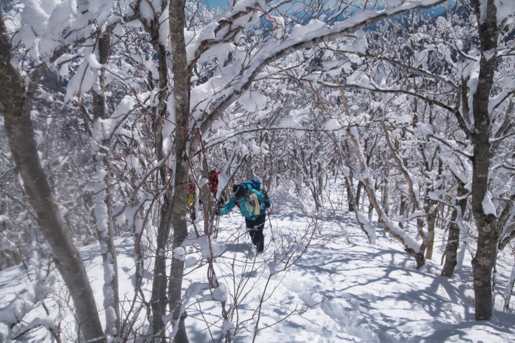 Forest trail approaching Kasshi-yama with fresh snow - winter mountaineering Japan