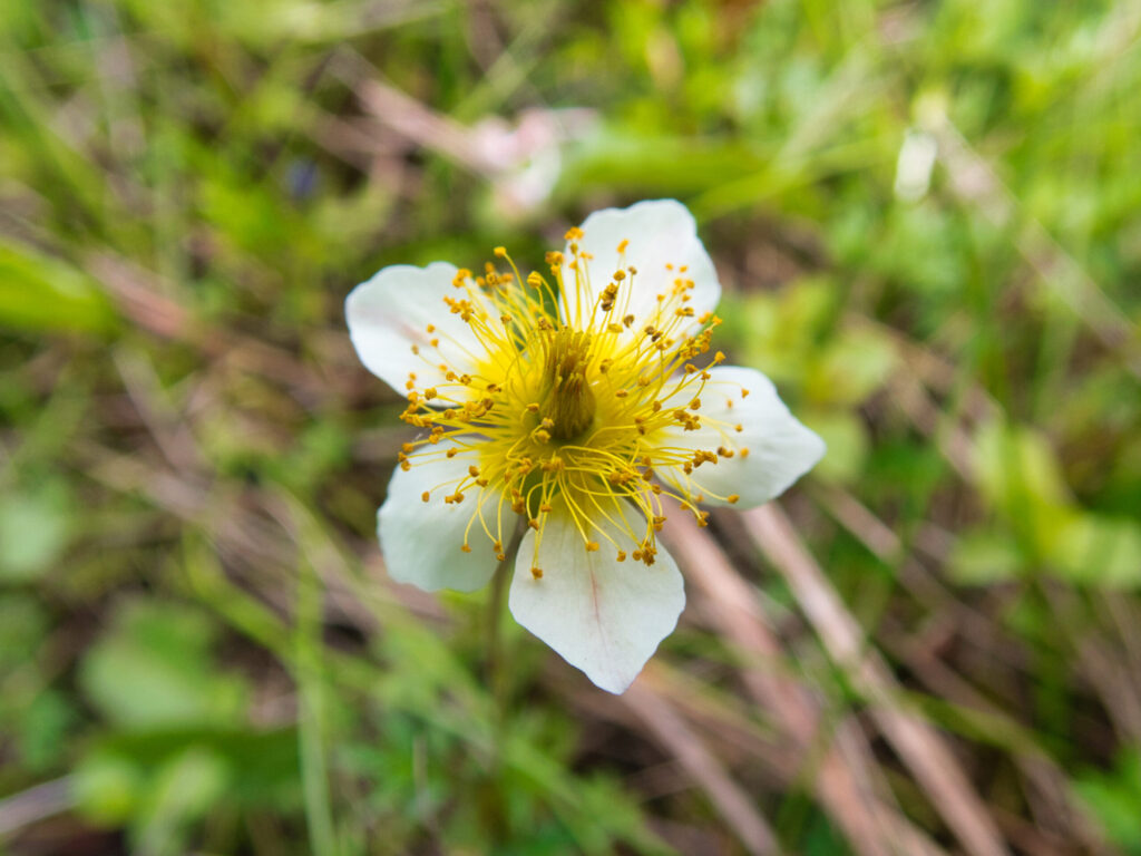 Panoramic view of Tashiro-yama wetland with cotton grass and alpine flowers in Minamiaizu