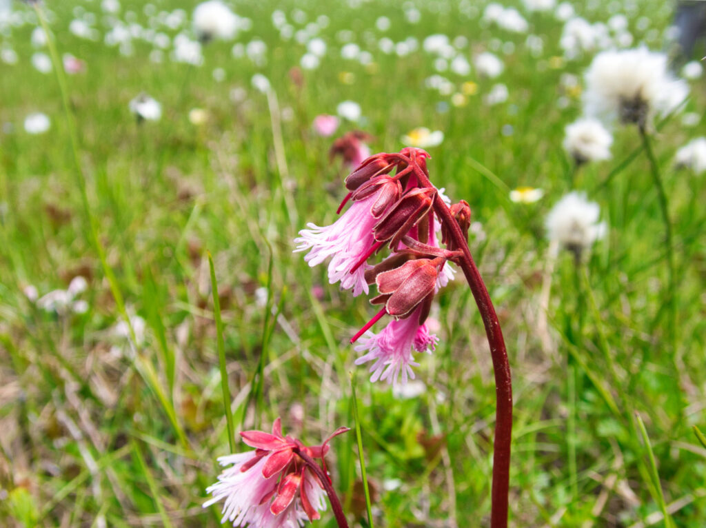 Alpine flowers including Iwakagami and Chinguruma blooming along Tashiro-yama wetland boardwalk