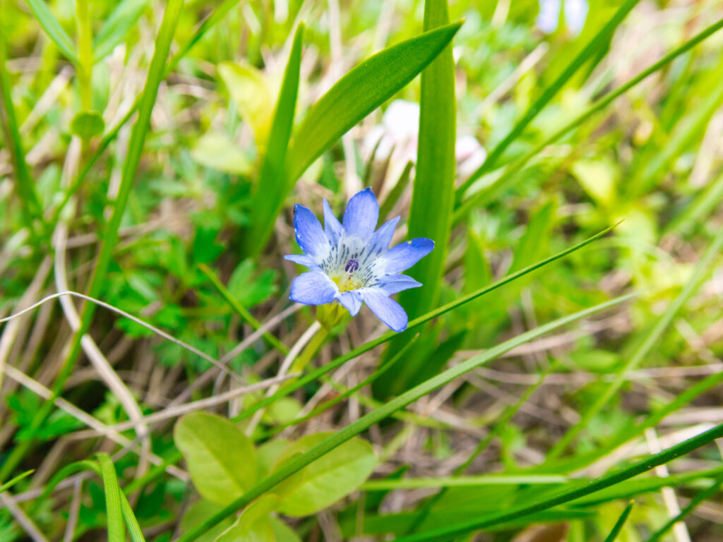 Colorful alpine flowers covering Tashiro-yama wetland with multiple boardwalk paths