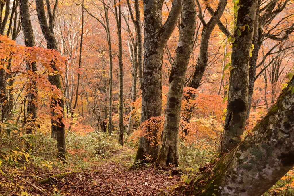  Vibrant autumn foliage on Mt. Onodake trail with red and orange maple leaves, golden beech forest in Aizu
