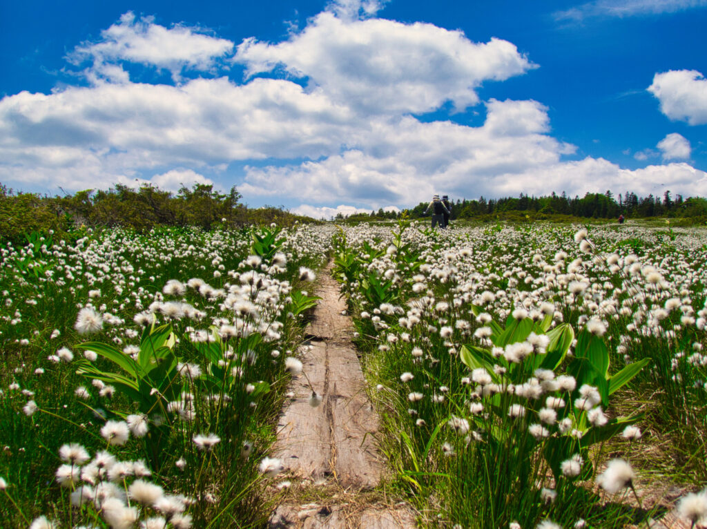 White cotton grass sea covering Tashiro-yama alpine wetland with boardwalk path