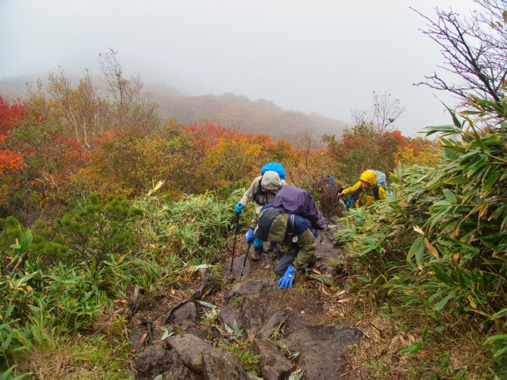 Beech forest in rain Mt. Mitsuishi-yama autumn hiking trail