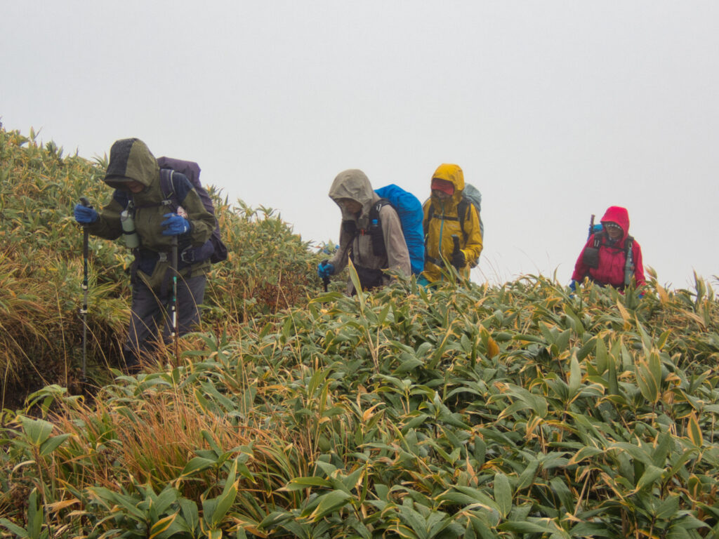 Mt. Mitsuishi-yama ridgeline trail dwarf bamboo rain hiking