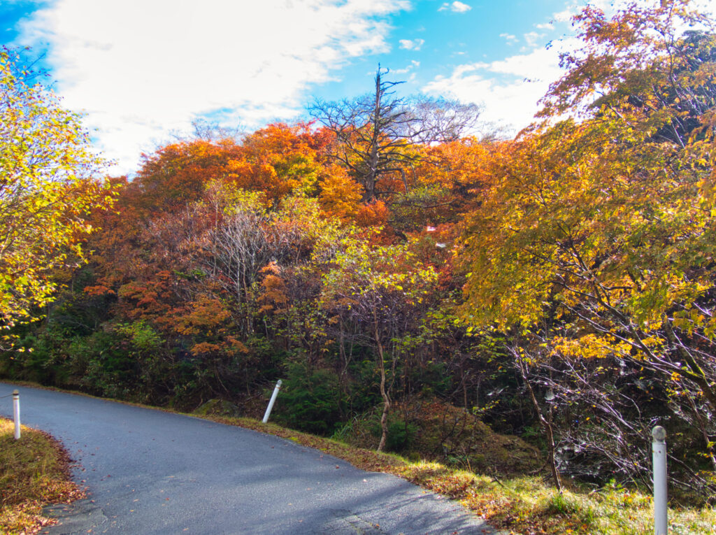 Forest trail near Odagoe trailhead Mt. Hayachine autumn morning