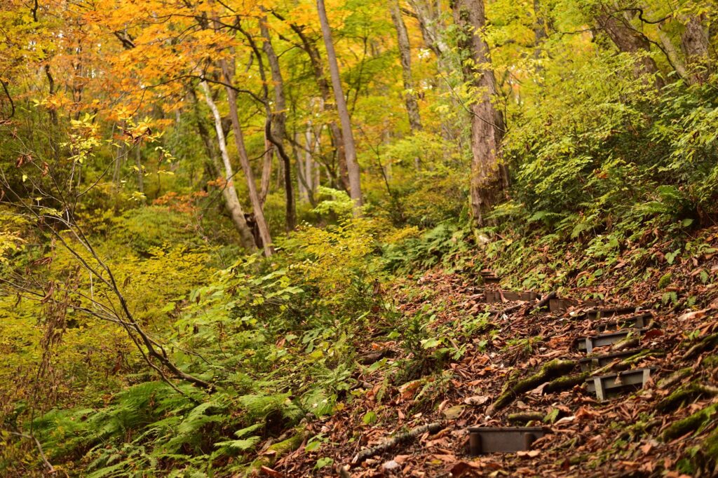 Golden autumn beech forest on Mt. Onodake trail with sunlight filtering through yellow leaves, Aizu mountains