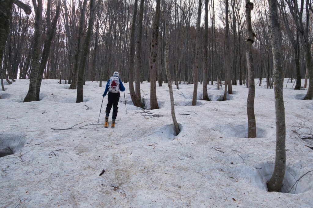 Backcountry skiers ascending through forest with skins on skis in Southern Hakkoda Yokodake