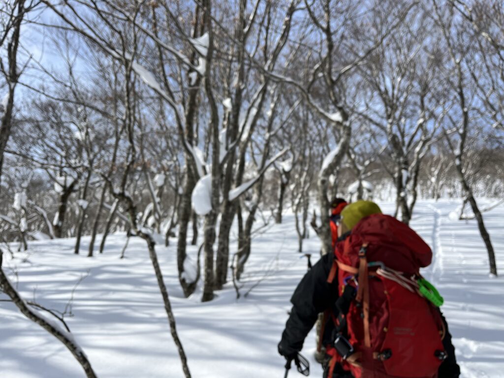 Ski mountaineer ascending through snowy forest with climbing skins on Funagata Mountains trail