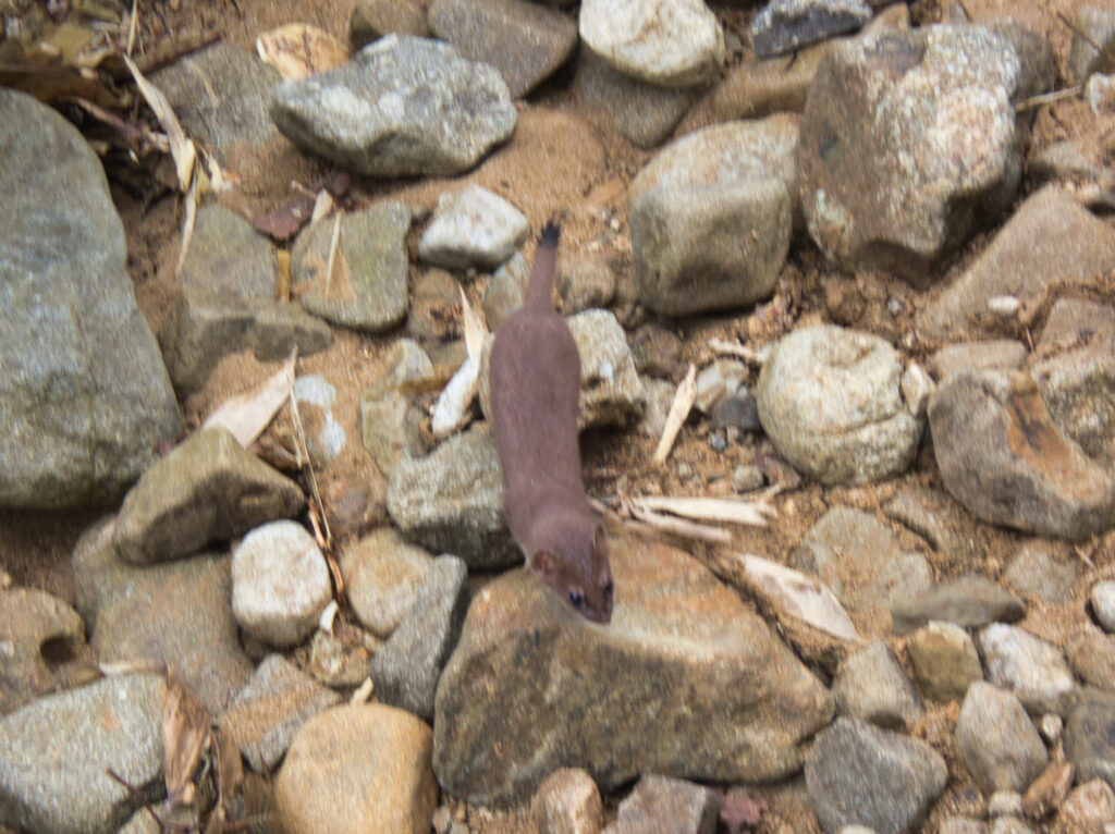 Wild Okojo ermine encounter on Oritate trail to Mt. Yakushi-dake Northern Alps Japan