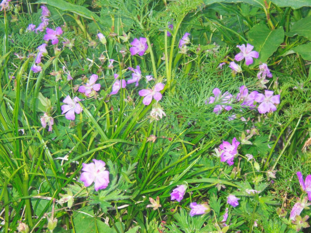 Hakusan Furo geranium yesoense purple alpine flower Northern Alps Japan closeup macro