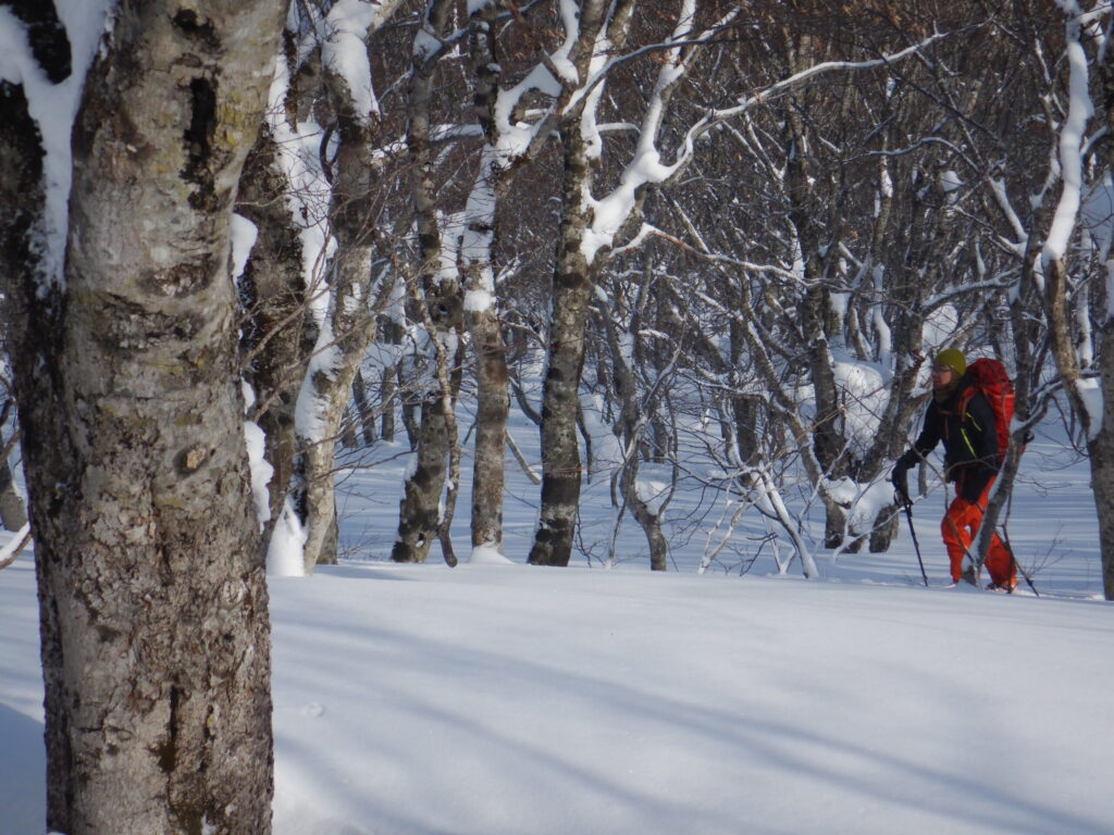 Ski mountaineers ascending through snow-covered forest with climbing skins attached