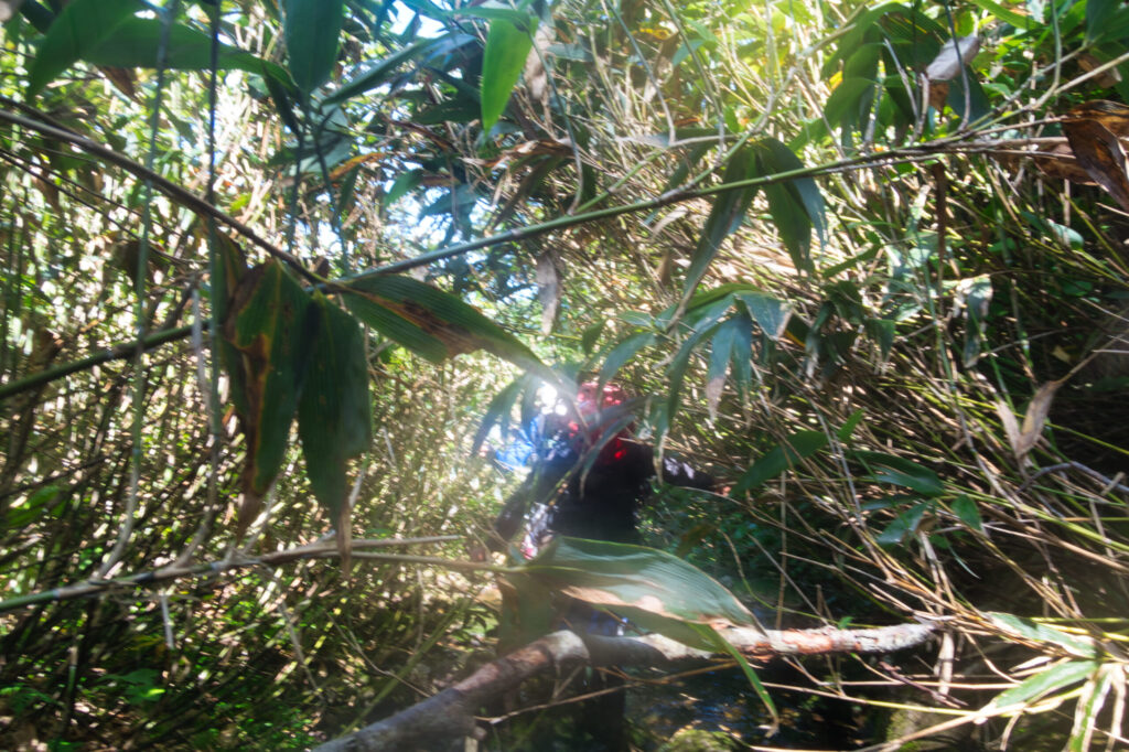 Dense bushwhacking yabukogi through bamboo grass and scrub near Kitanomata-zawa headwaters, Hachimantai Japan