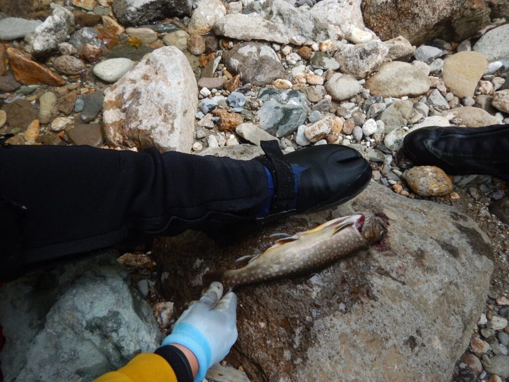 Iwana Japanese char caught by lure fishing in Kitanomata-zawa stream, Hachimantai Iwate Japan