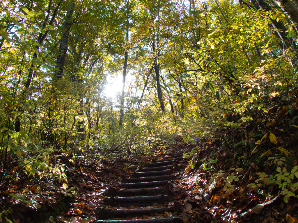 Ancient beech trees with moss-covered roots in Shirakami-Sanchi Japan