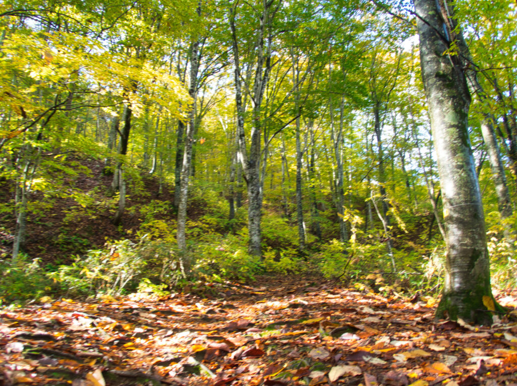 Golden autumn beech forest trail in Shirakami-Sanchi Japan October