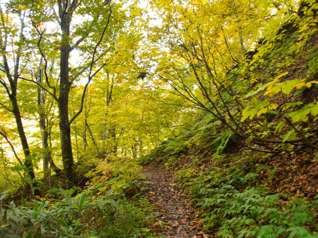 Sunlight filtering through golden beech canopy in Shirakami World Heritage forest