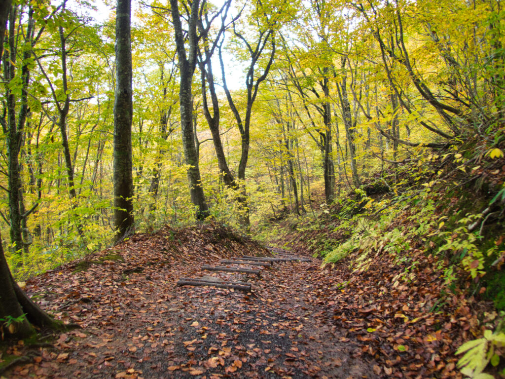 Autumn leaves covering the forest floor on the Shirakami nature walk trail Japan