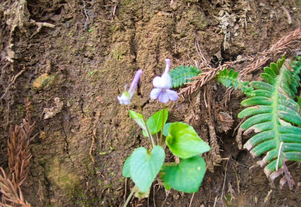 粟ヶ岳に咲く固有種のアワガタケスミレEndemic Viola awagatakeana blooming on the rocky area of Mt. Awagatake.
