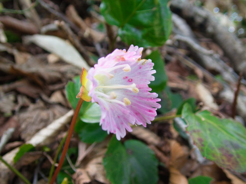 淡いピンク色のイワウチワPale pink Shortia uniflora blooming.