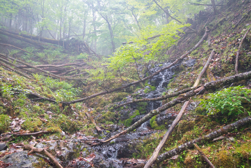 Dry streambed and beech forest in fog above 1340m on Arafune-yama, Japan
