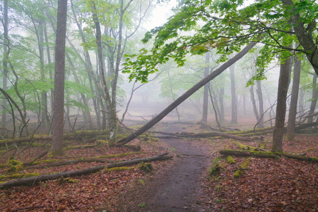 Summit plateau of Arafune-yama emerging from fog above the stream finish, Japan
