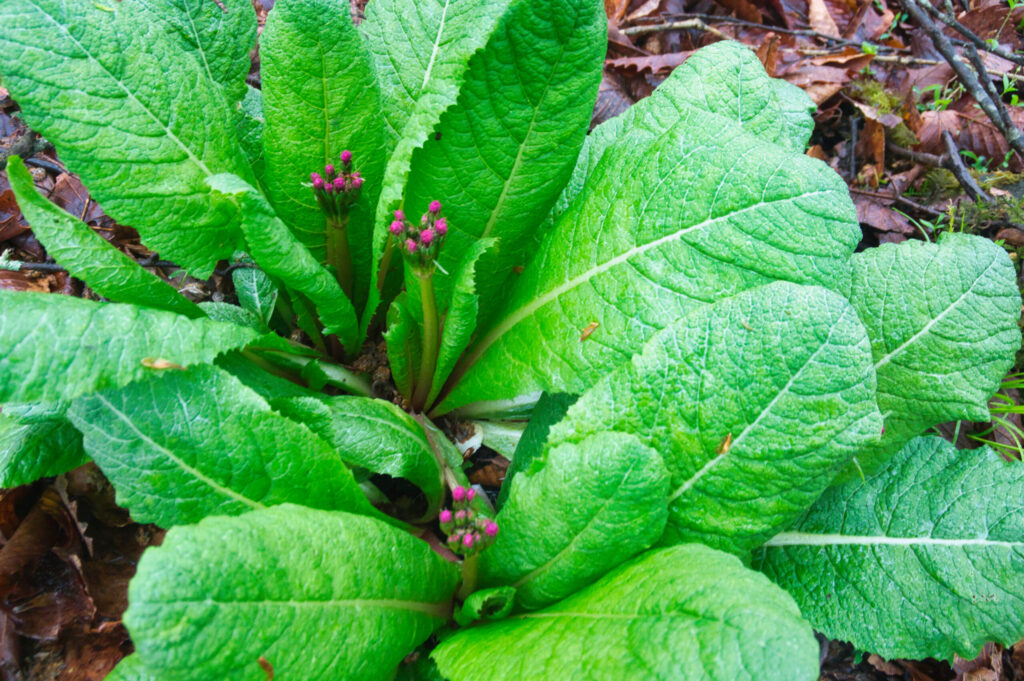 Japanese primrose (Kurinso) colony in bud near the summit of Arafune-yama in May