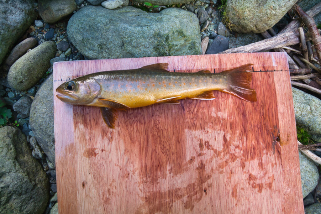 Freshly caught Iwana Japanese char from the Uonogawa, Oku-Shiga Japan