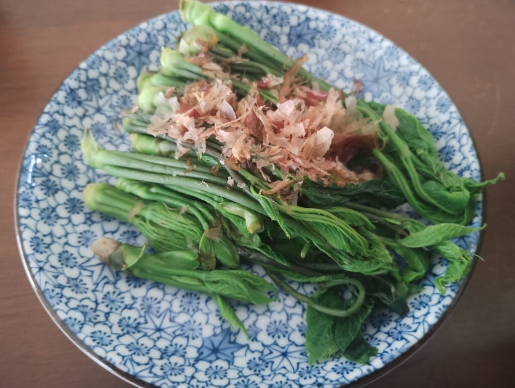 春の味覚、コシアブラのおひたしの小鉢Small bowl of boiled Koshiabura (wild vegetable ohitashi).