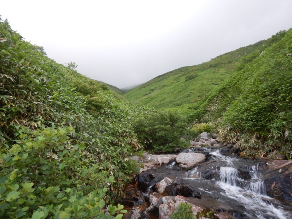 Bushwhacking through head-high bamboo grass above tree line Sasaana-zawa Japan