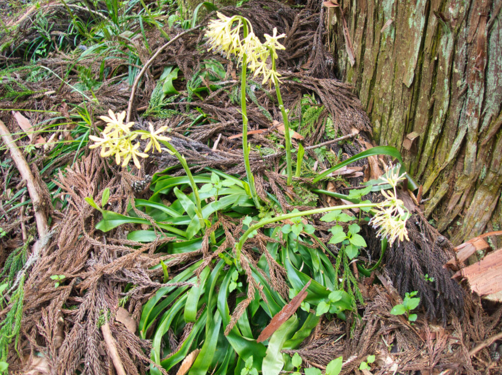 雪解けの斜面に咲くショウジョウバカマの花


Shojobakama (Heloniopsis orientalis) blooming on the slope.