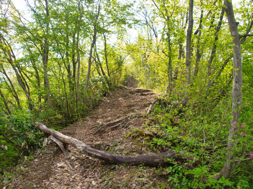 新緑に包まれた粟ヶ岳の明瞭な登山道Clear mountain trail of Mt. Awagatake surrounded by fresh greenery.