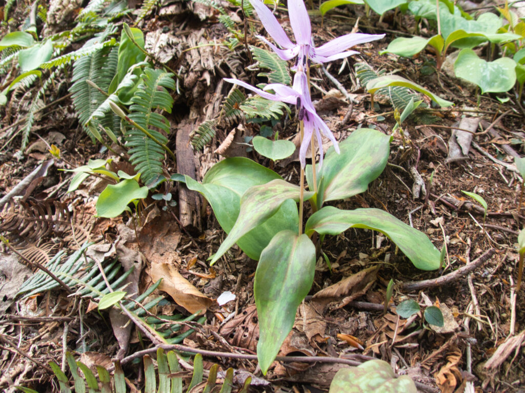 雪解けの斜面に群生する紫色のカタクリの花Clusters of purple Erythronium japonicum flowers on the slope.