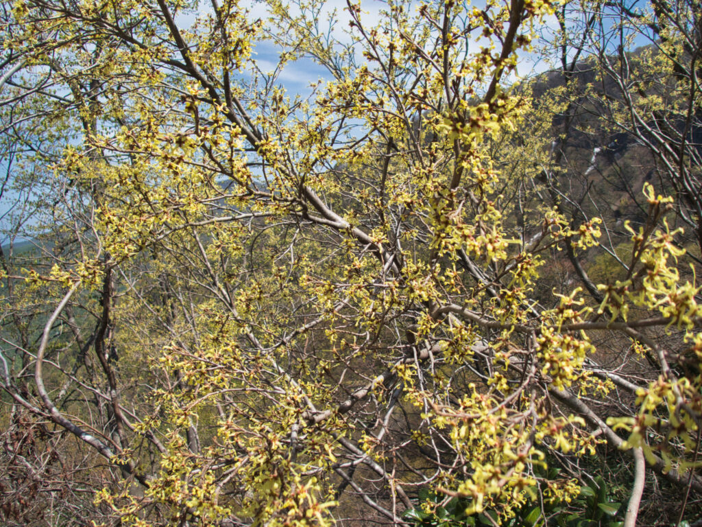 春の山に黄色い花を咲かせるマンサクの木Japanese witch hazel (Mansaku) with yellow flowers in early spring.