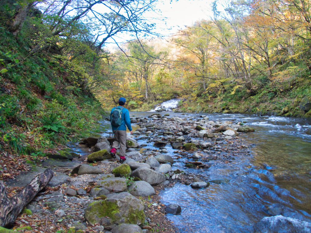 Golden beech forest in autumn on Sampokura-yama descent trail, Miyagi Japan