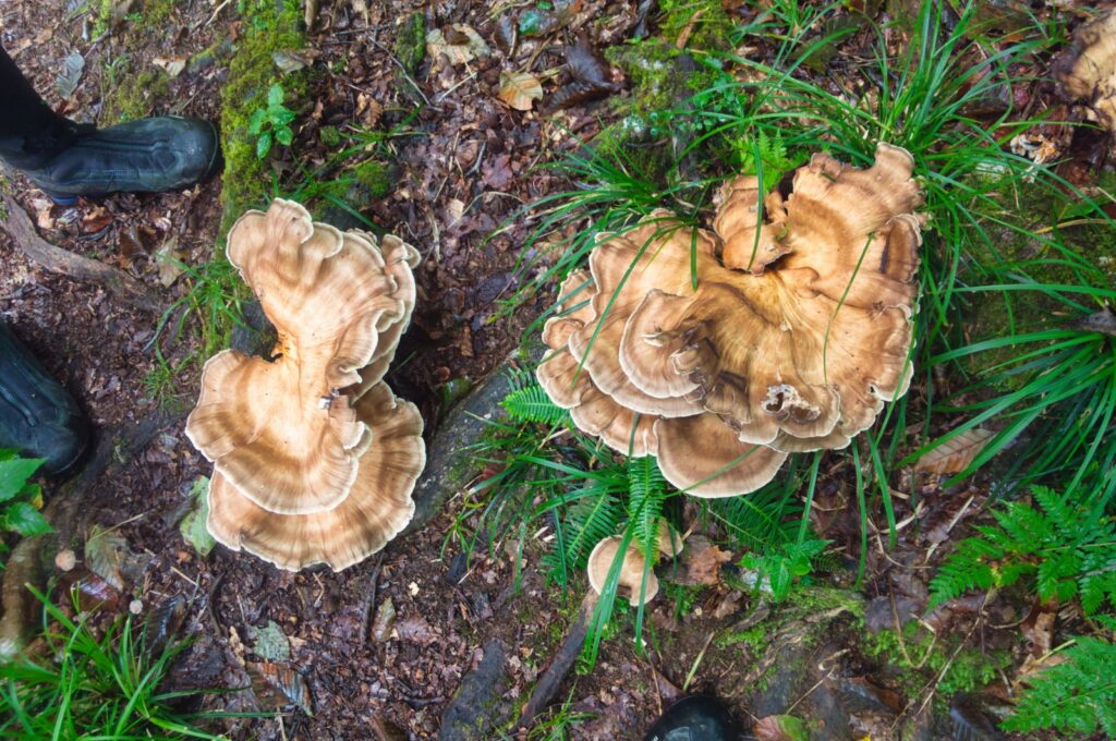 Tonbimaitake (Black-staining Polypore)